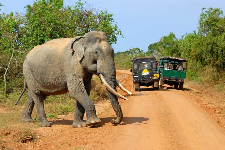 Udawalawe Safari